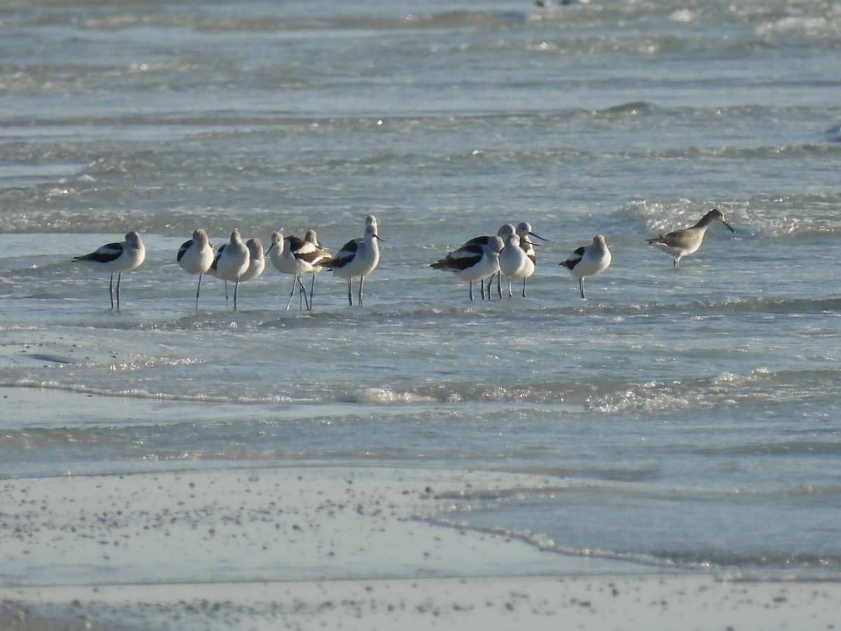 American Avocet - ML645904973