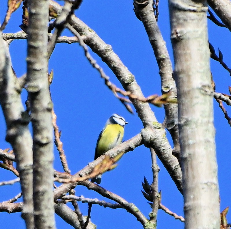 sýkora modřinka - ML645904988