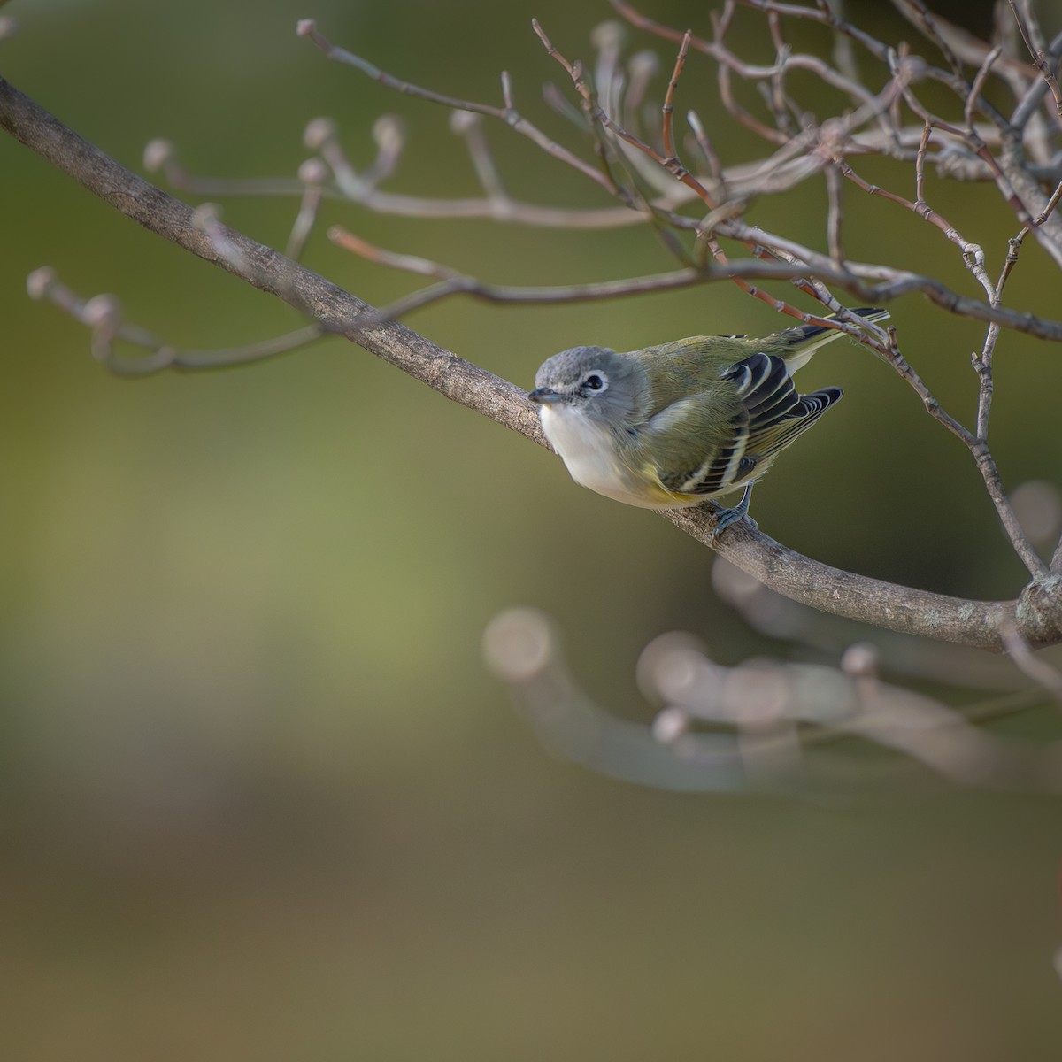 Blue-headed Vireo - ML645904990