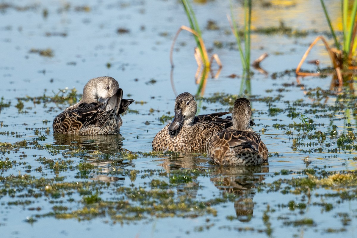 Blue-winged Teal - ML645904991