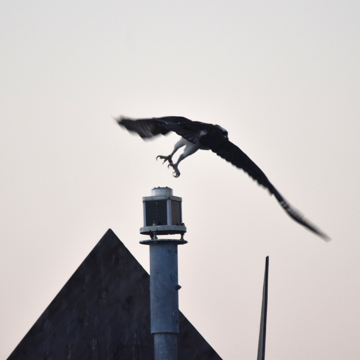 Osprey - ML645904993