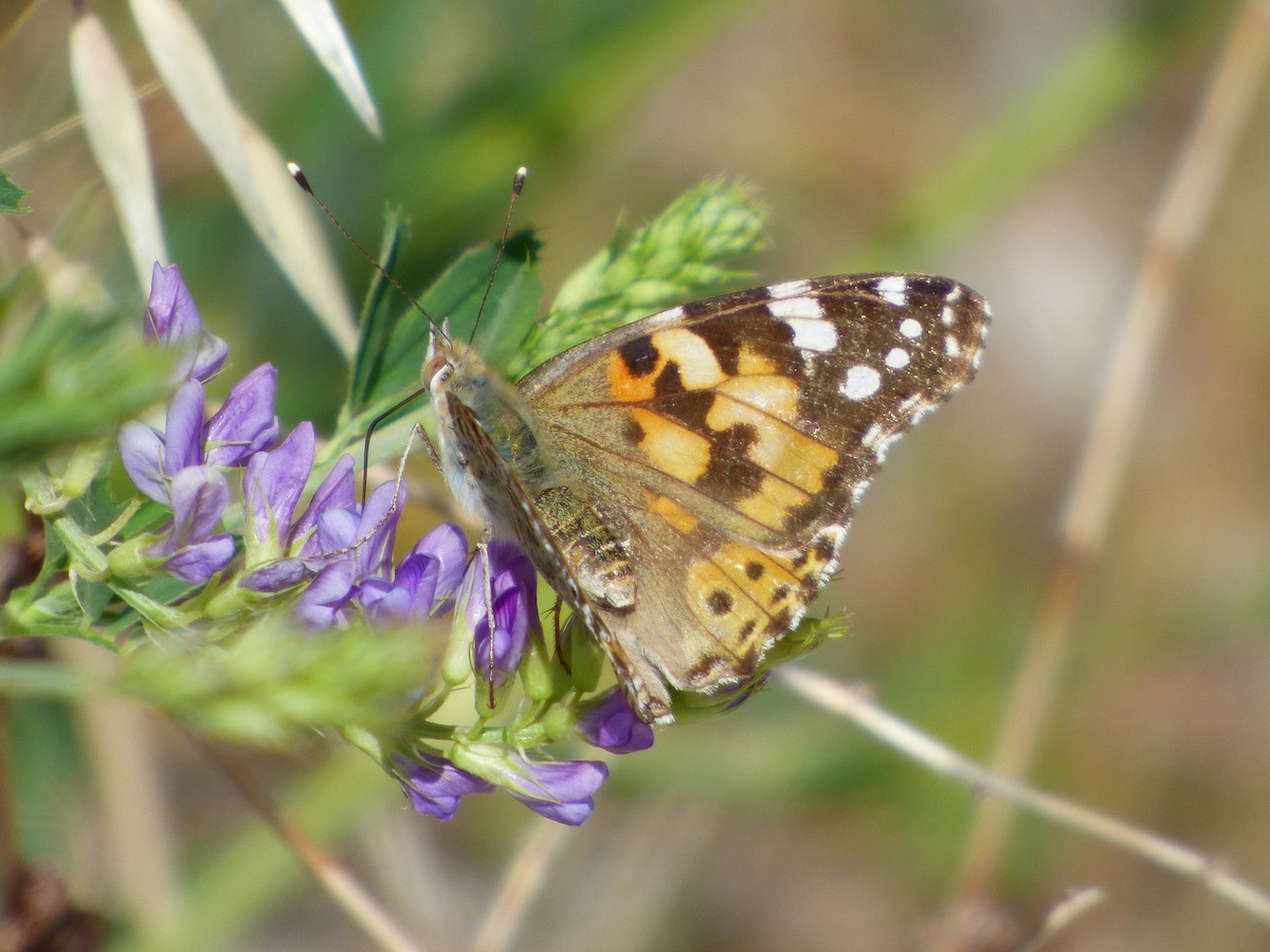 Painted Lady - ML645904994