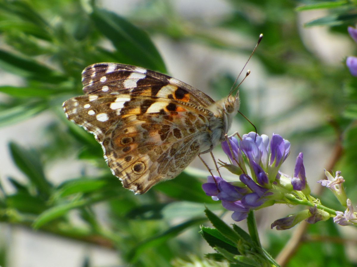 Painted Lady - ML645905000