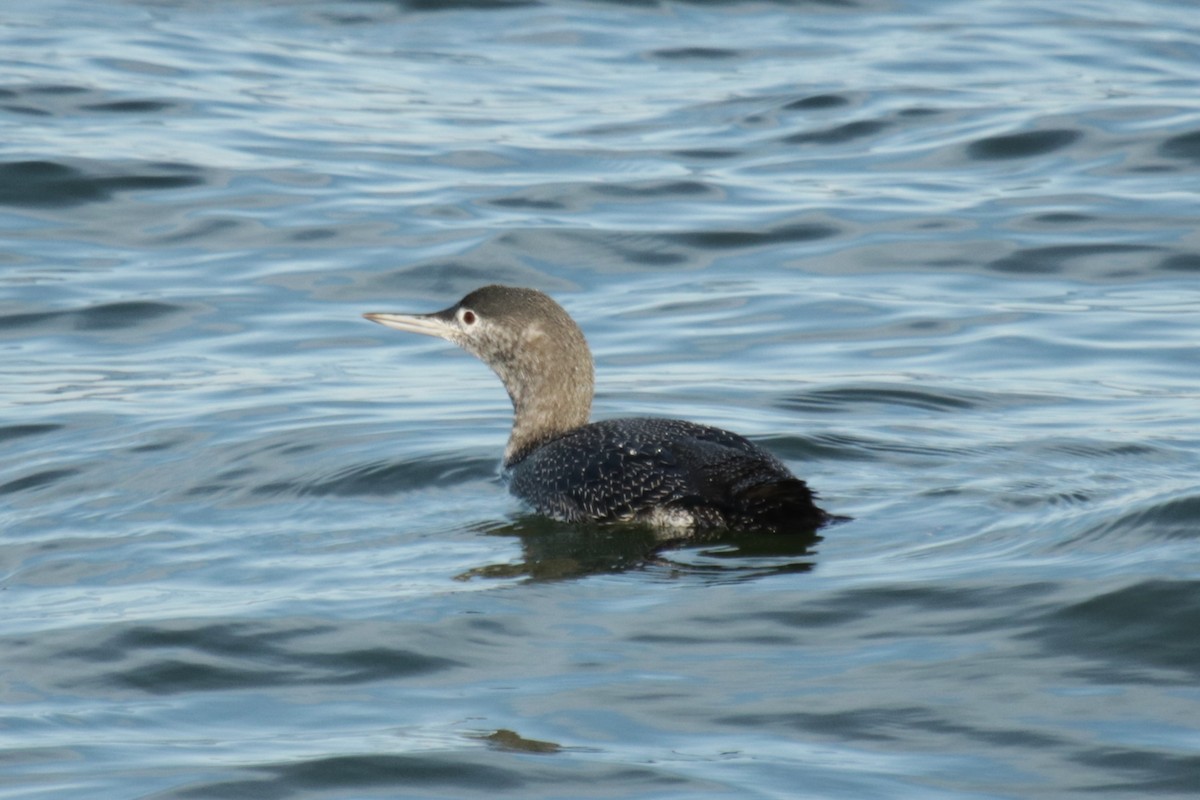 Red-throated Loon - ML645905003