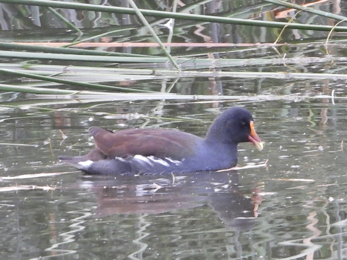 Курочка латиноамериканська - ML645905014