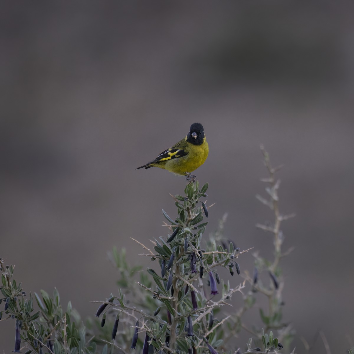 Hooded Siskin - ML645905015