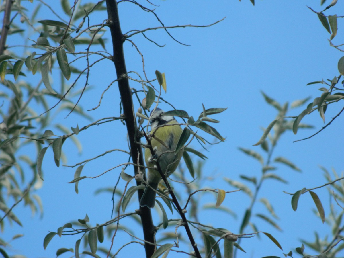 sýkora modřinka - ML645905022