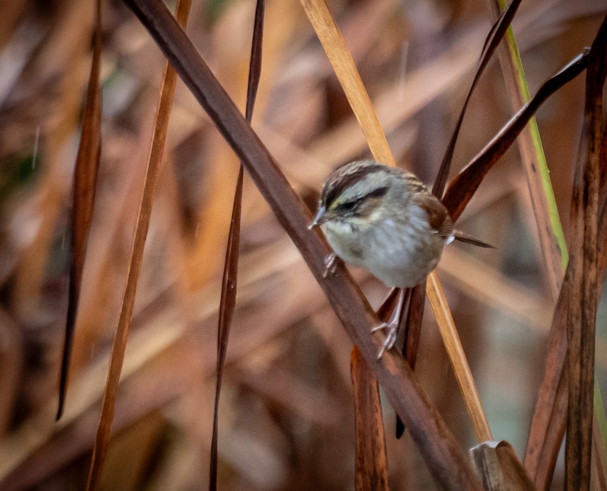 Swamp Sparrow - ML645905034