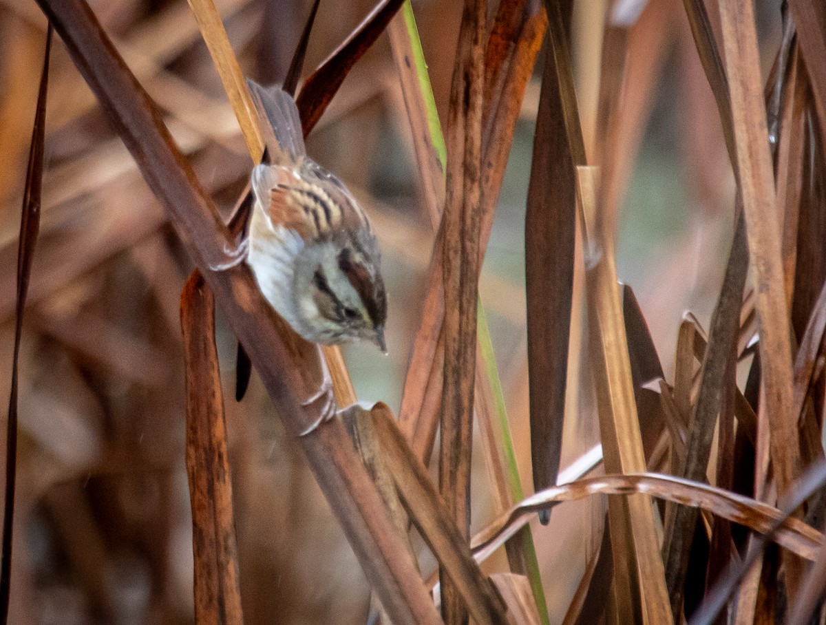 Swamp Sparrow - ML645905035