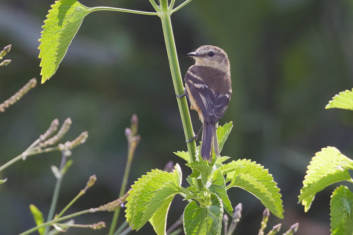 Rufescent Flycatcher - ML645905041