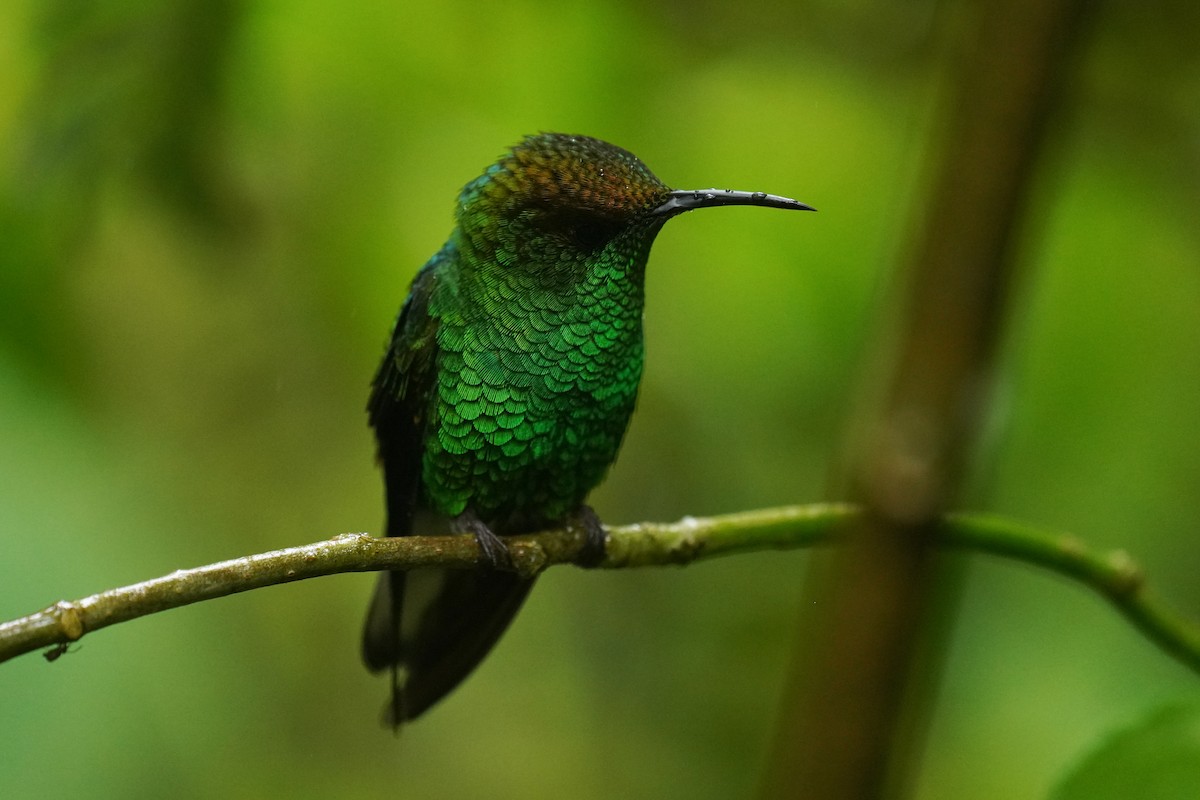 Coppery-headed Emerald - ML645905042