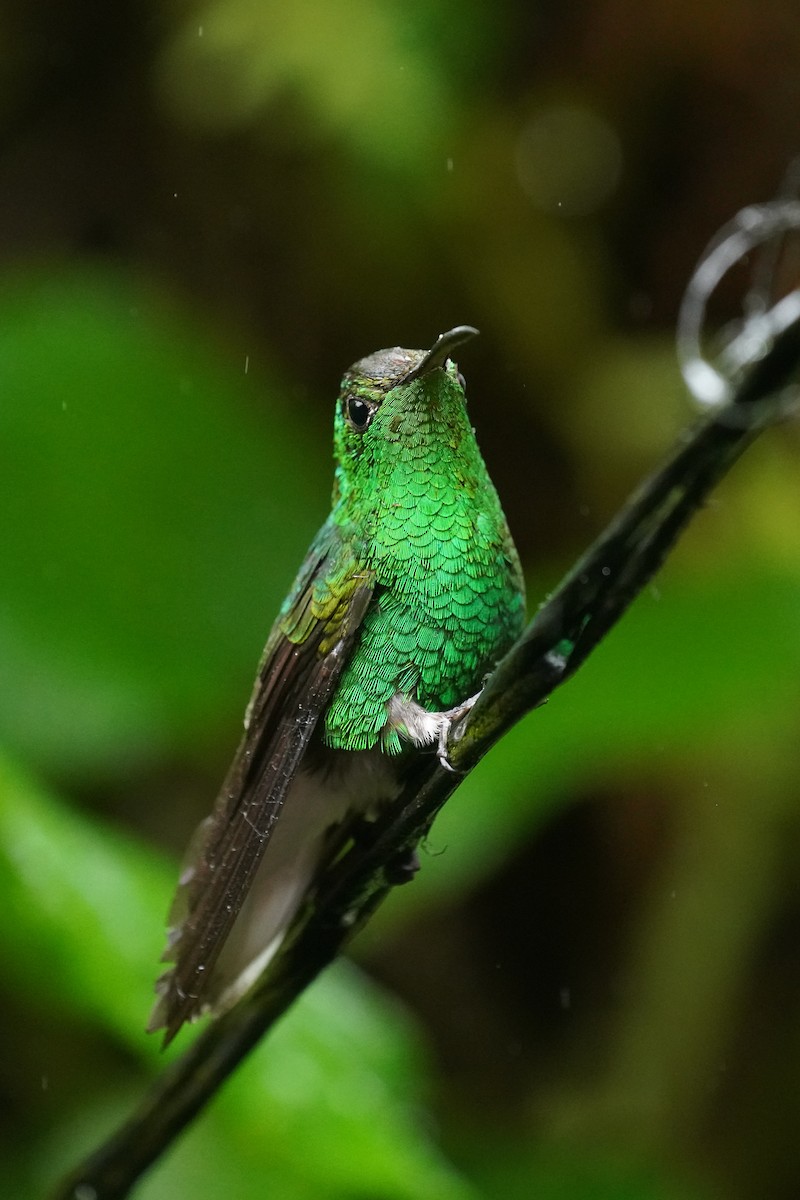 Coppery-headed Emerald - ML645905043