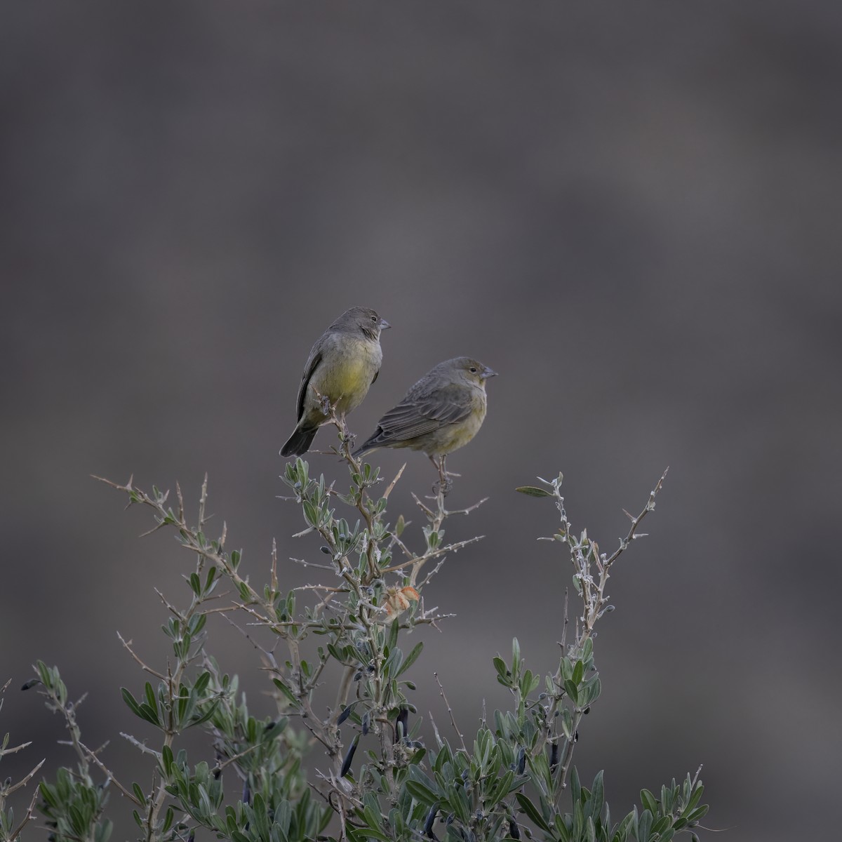 Greenish Yellow-Finch - ML645905044