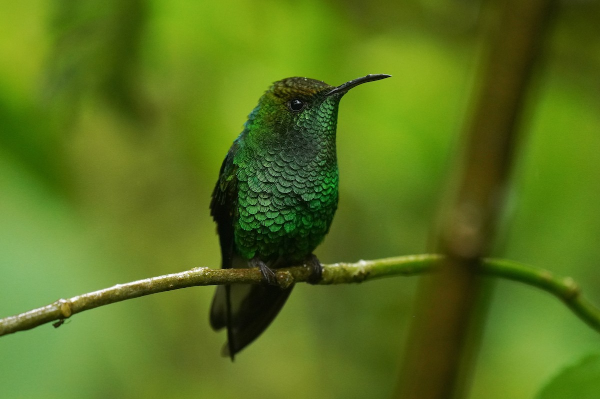 Coppery-headed Emerald - ML645905045