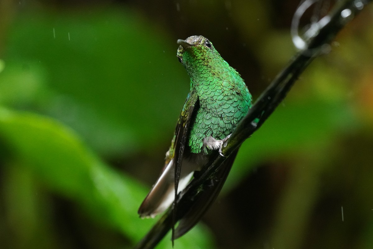 Coppery-headed Emerald - ML645905046