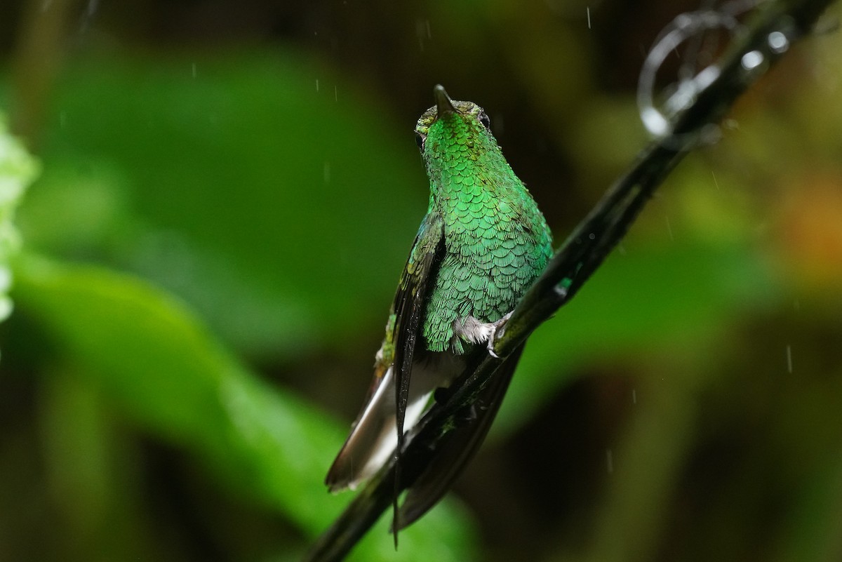 Coppery-headed Emerald - ML645905047