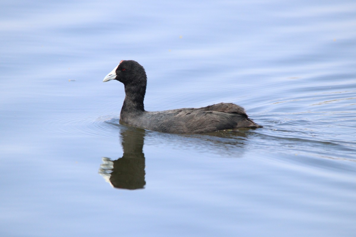 Red-knobbed Coot - ML645905053