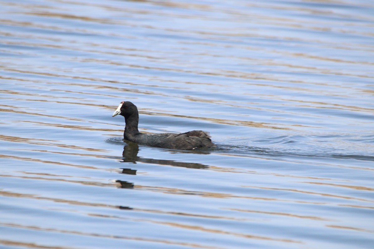 Red-knobbed Coot - ML645905054