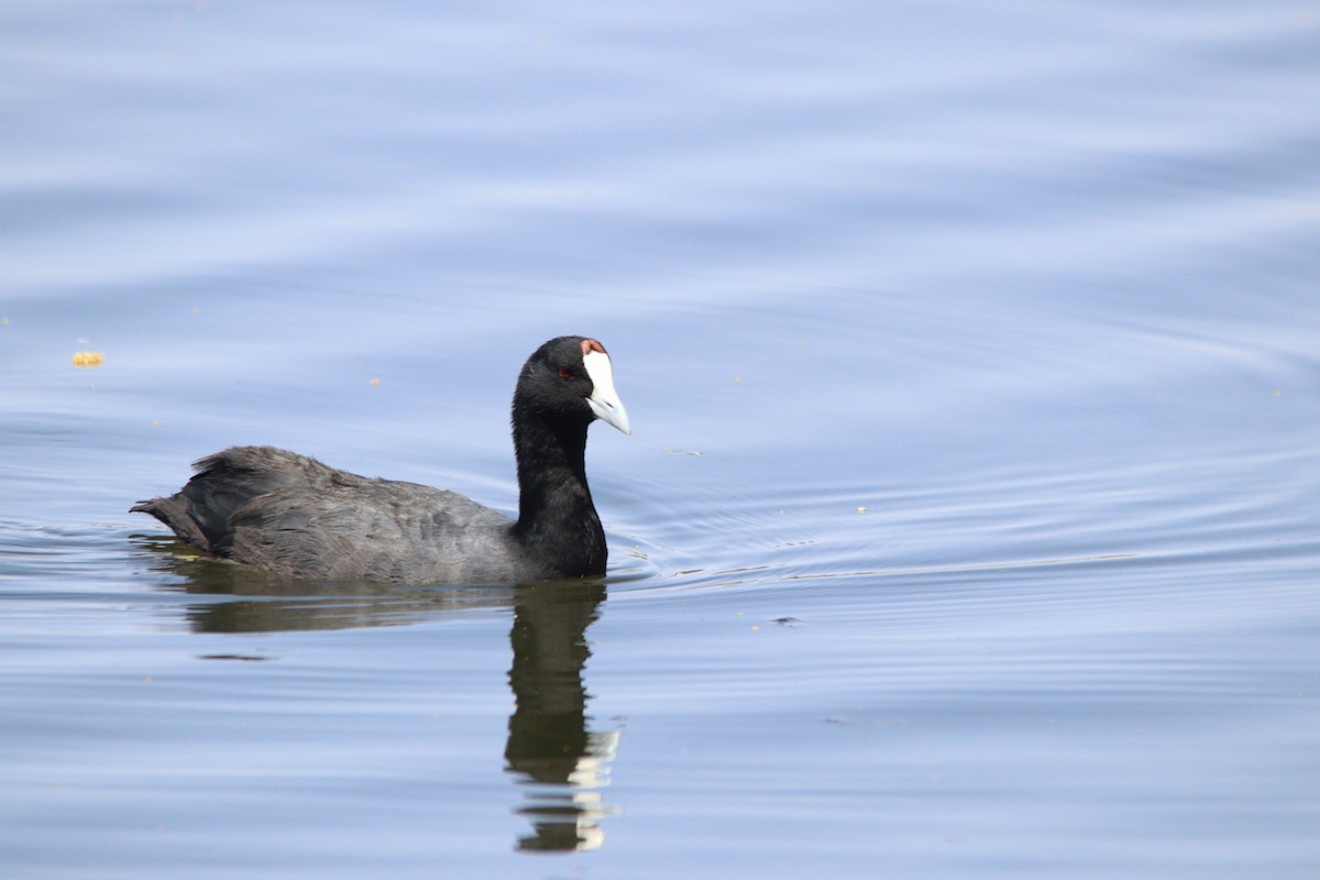 Red-knobbed Coot - ML645905055