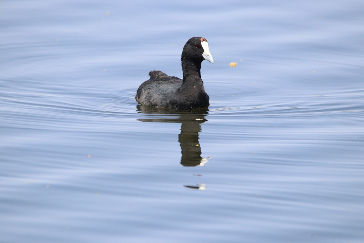 Red-knobbed Coot - ML645905056