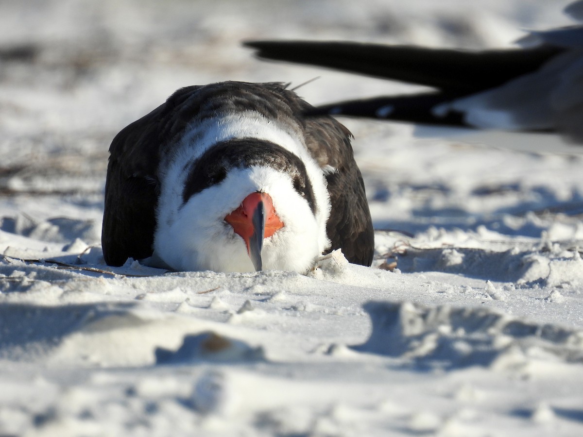 Black Skimmer - ML645905057