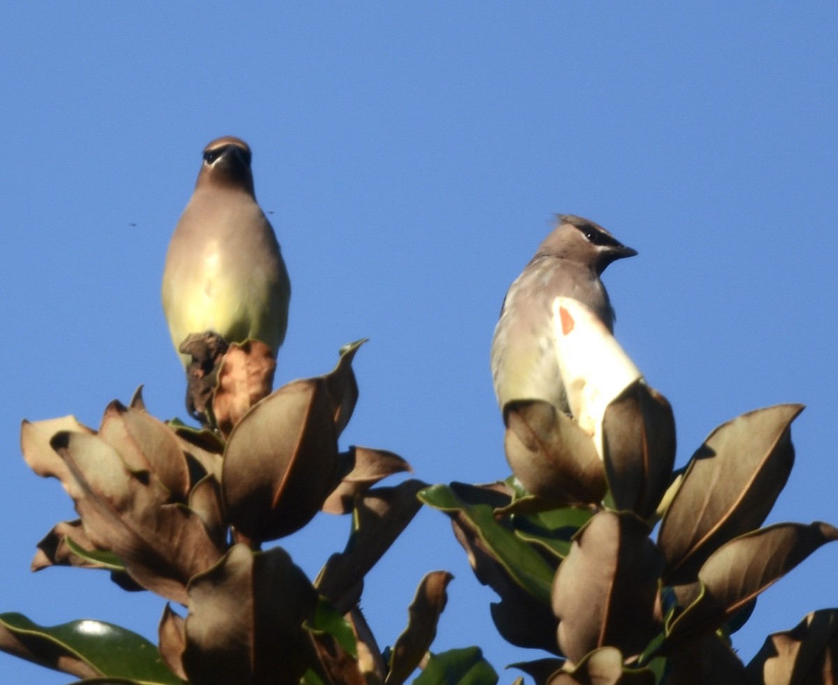 brkoslav americký - ML645905059