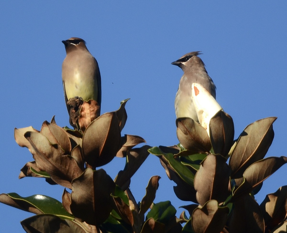 brkoslav americký - ML645905060