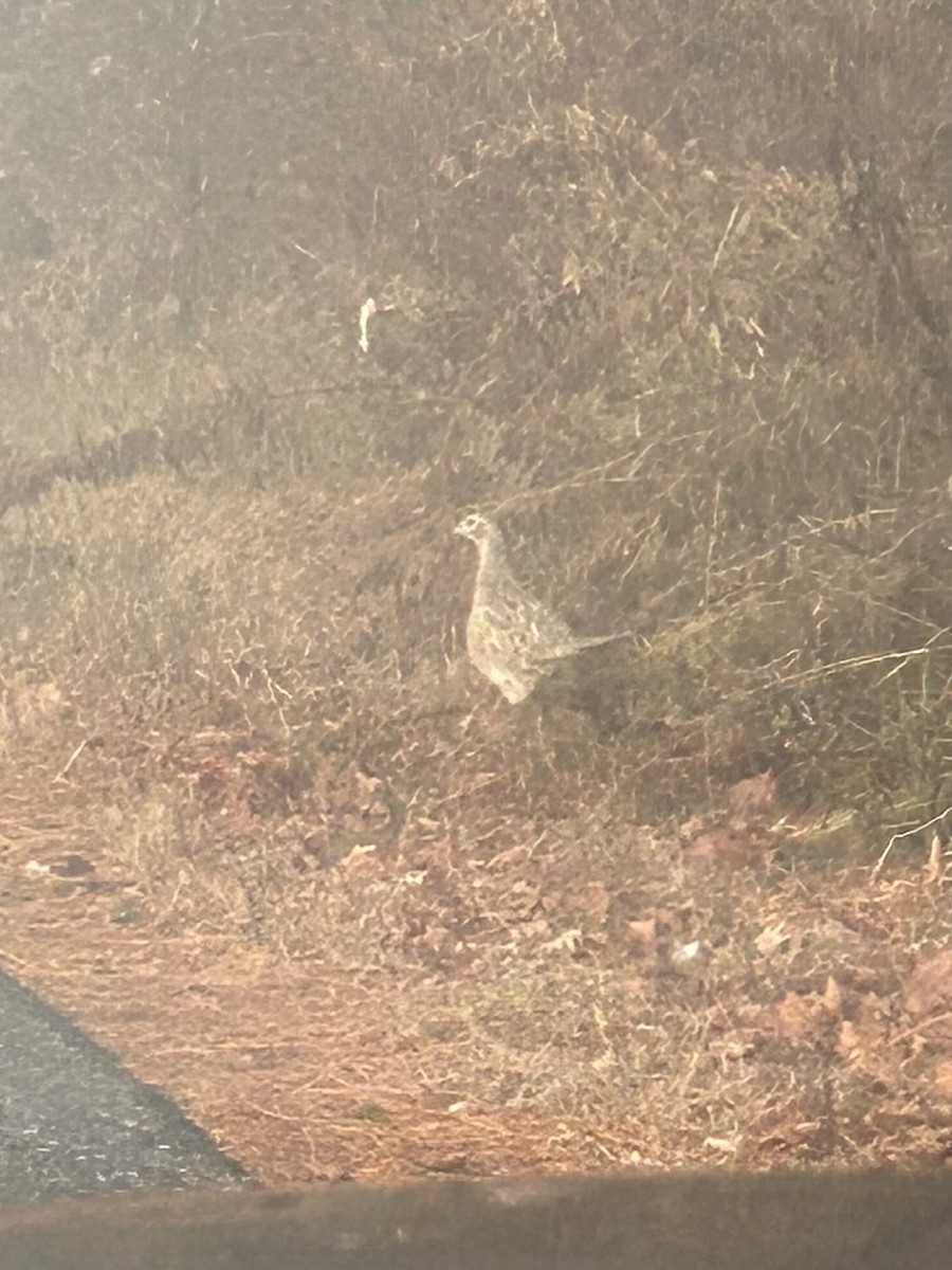 Ring-necked Pheasant - ML645905074