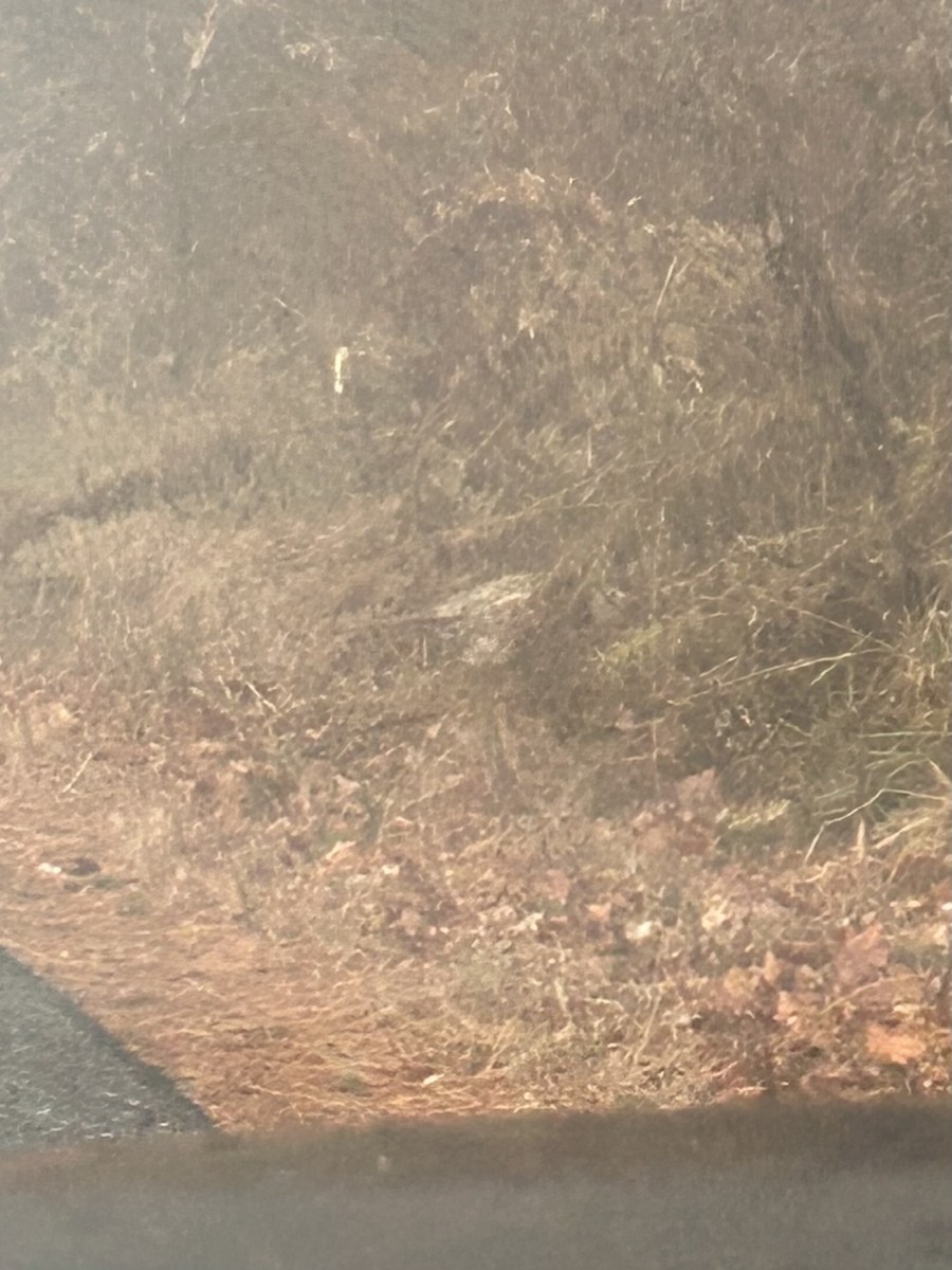 Ring-necked Pheasant - ML645905075