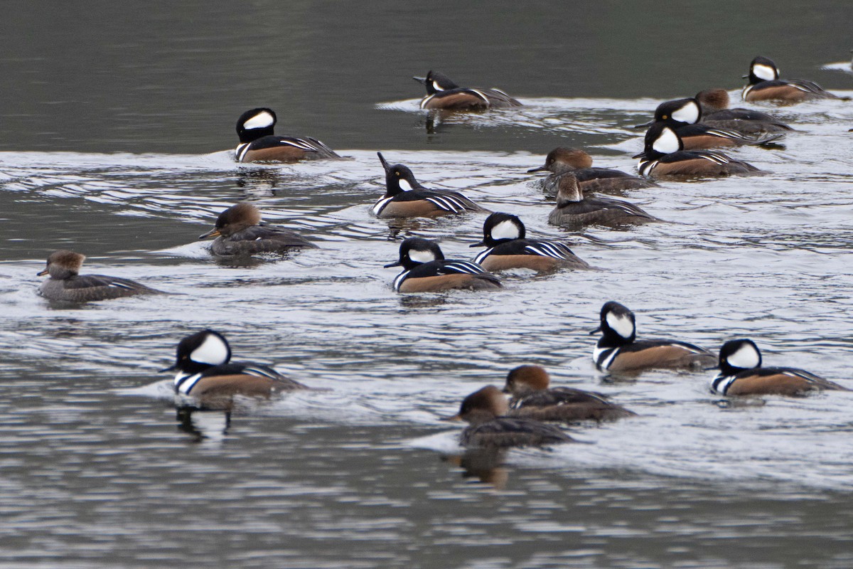 Hooded Merganser - ML645905079