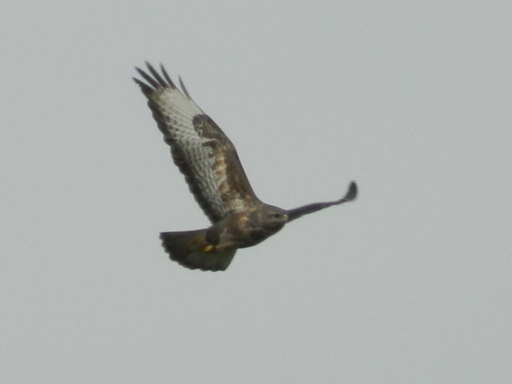 Buse variable - ML645905083