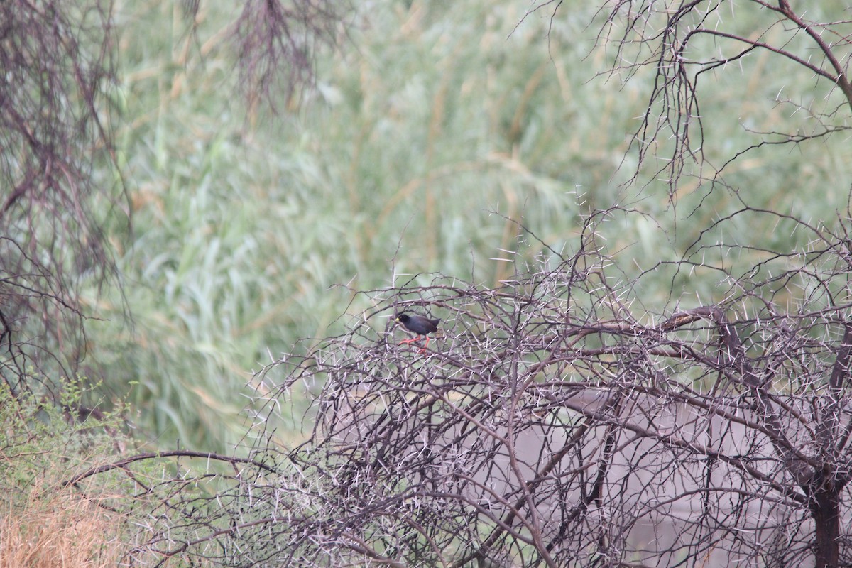 Чёрный погоныш - ML645905093