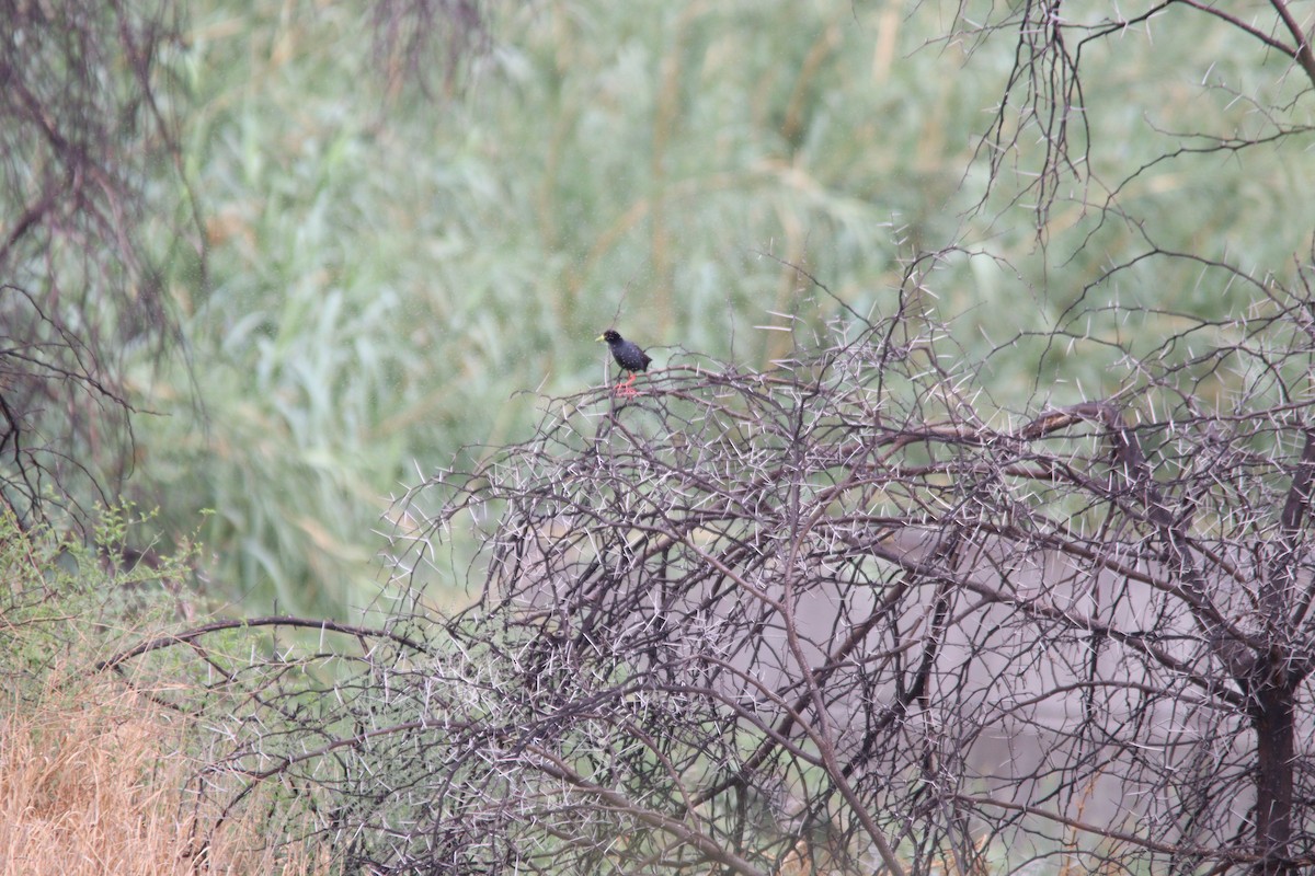 Чёрный погоныш - ML645905094