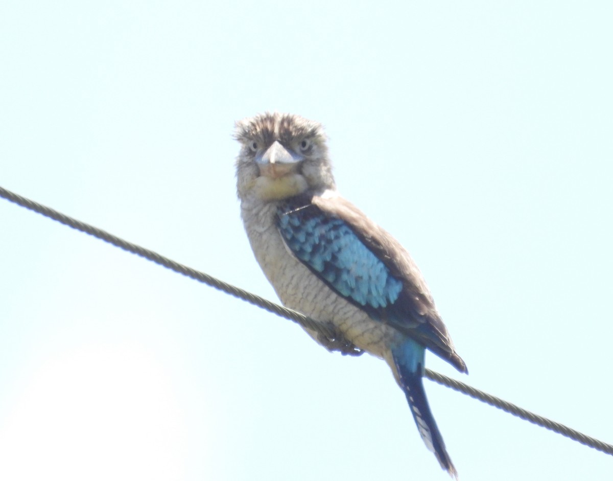Blue-winged Kookaburra - ML645905099