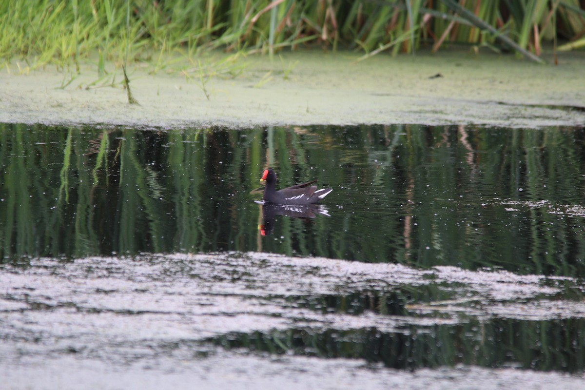 Eurasian Moorhen - ML645905113