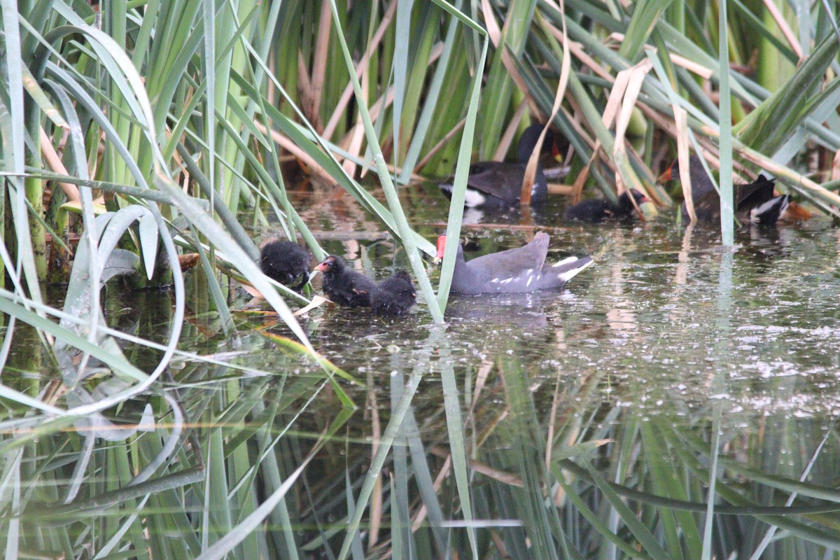 Eurasian Moorhen - ML645905114