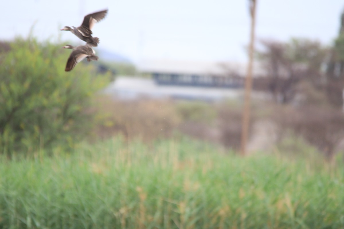 Red-billed Duck - ML645905141