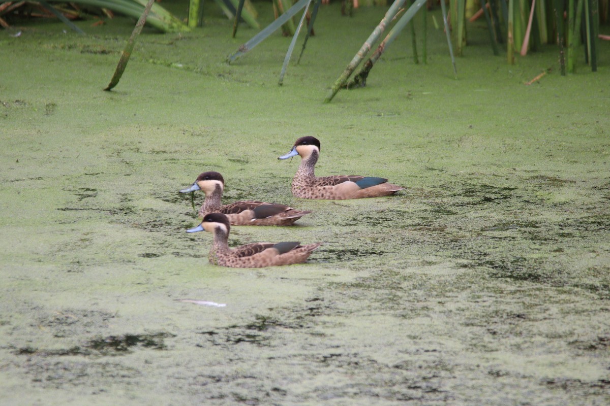 Blue-billed Teal - ML645905146