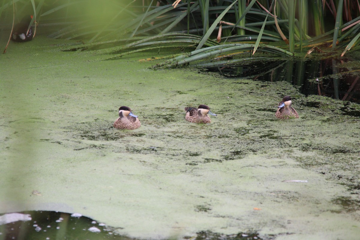 Blue-billed Teal - ML645905147