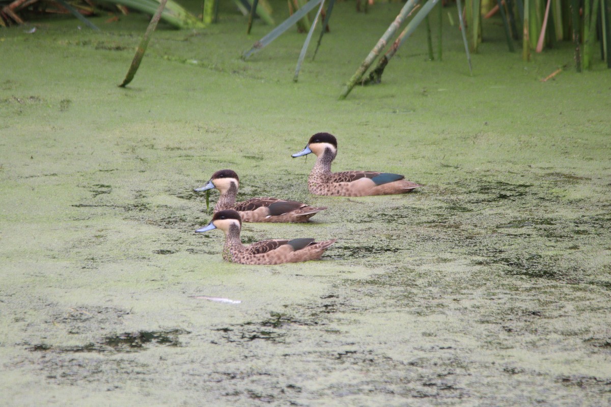 Blue-billed Teal - ML645905148