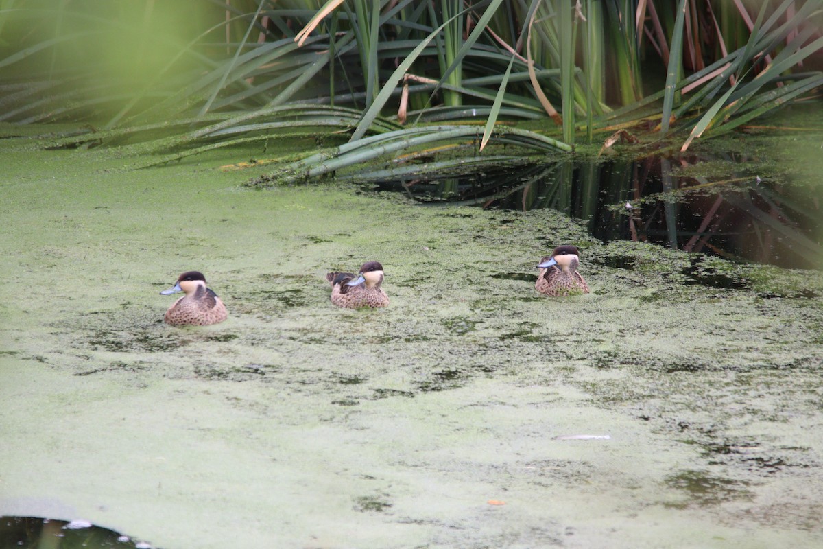 Blue-billed Teal - ML645905149