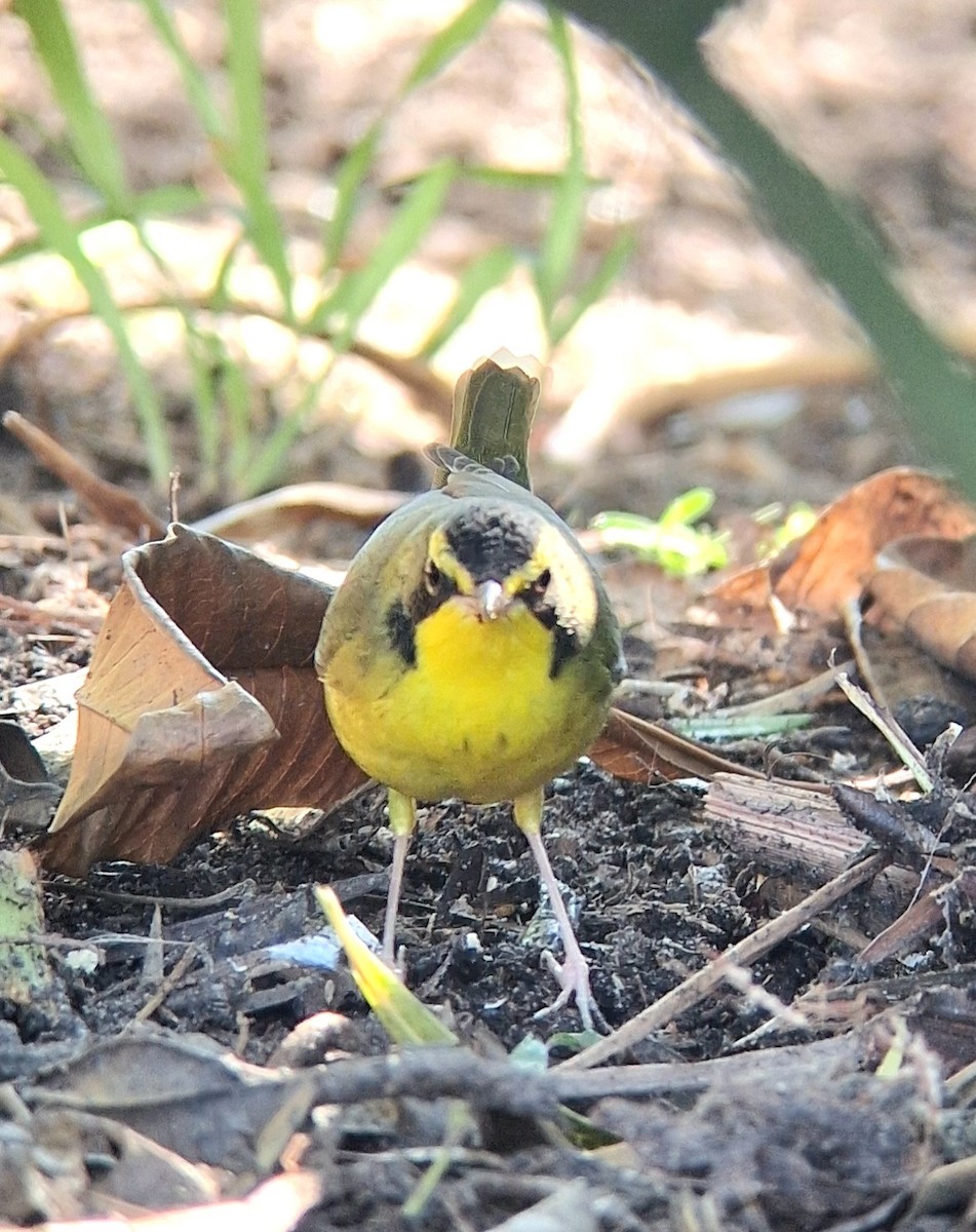Kentucky Warbler - ML645905150