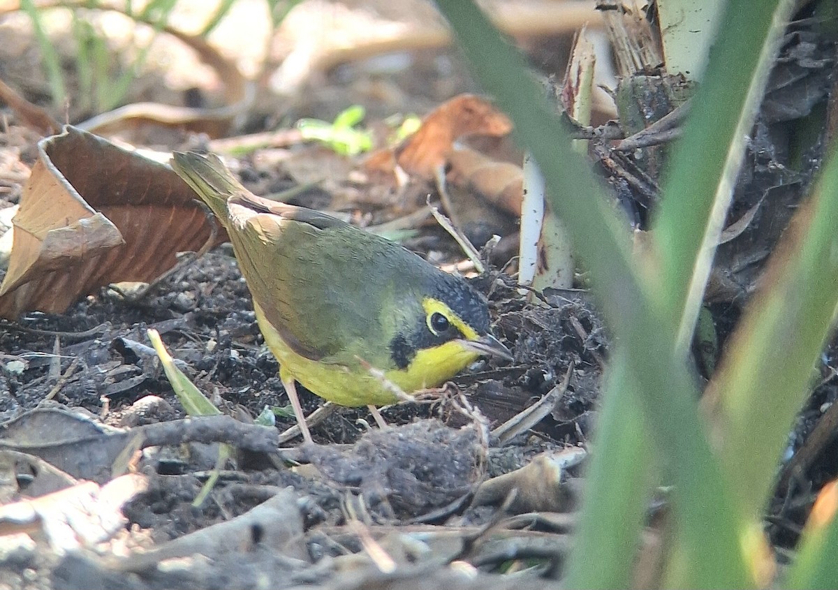 Kentucky Warbler - ML645905151