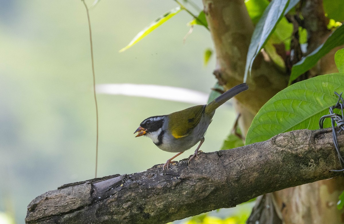 Orange-billed Sparrow - ML645905158