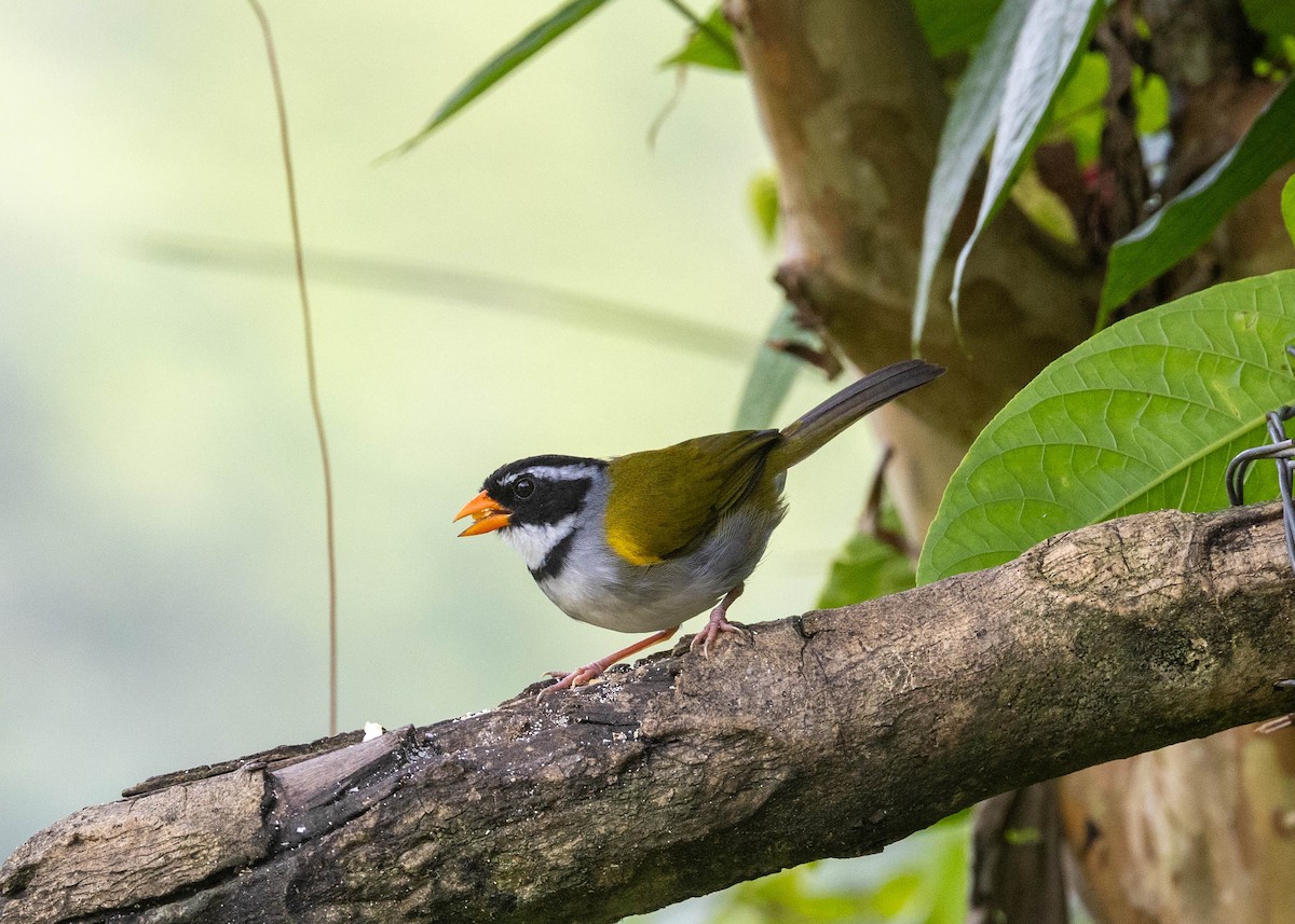 Orange-billed Sparrow - ML645905159