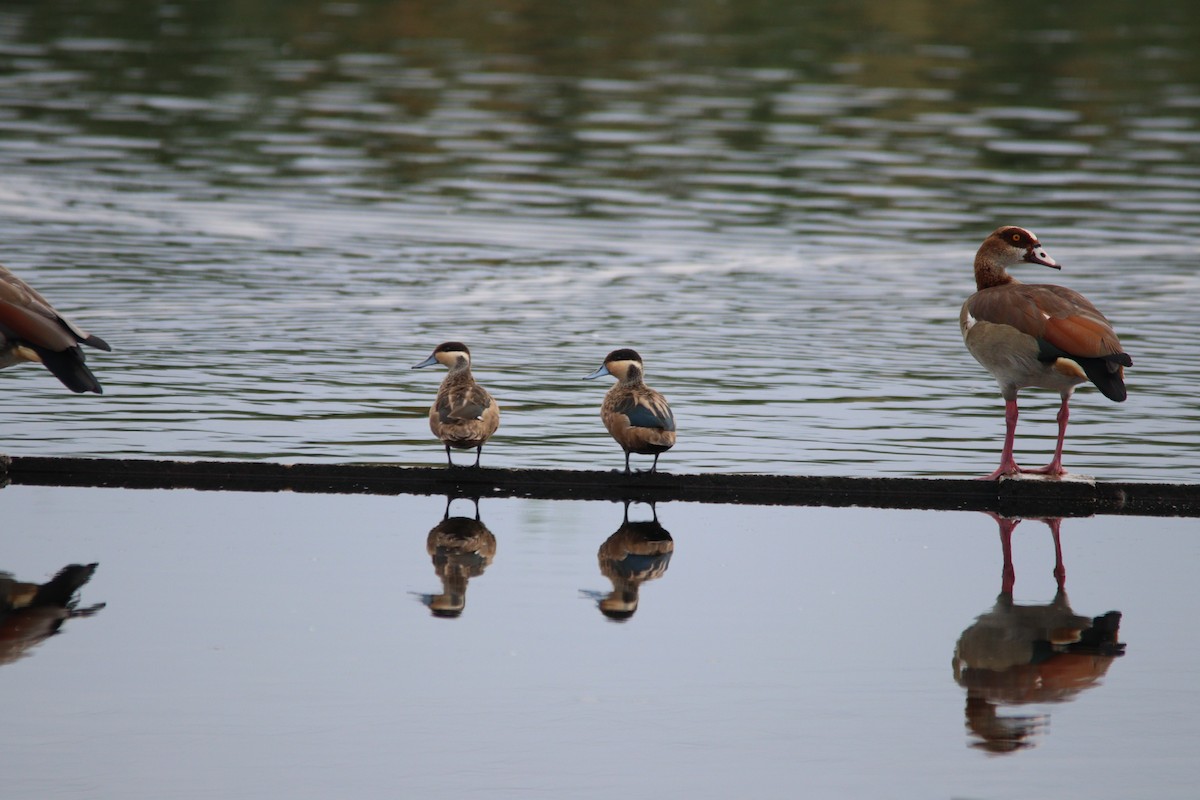 Blue-billed Teal - ML645905160