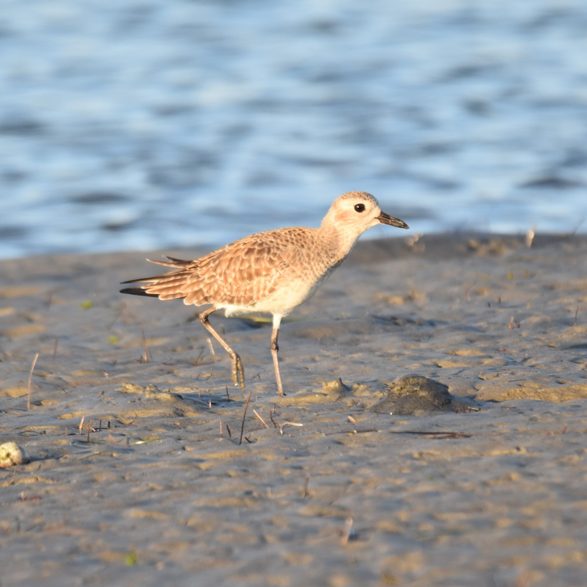 Dunlin - ML645905161