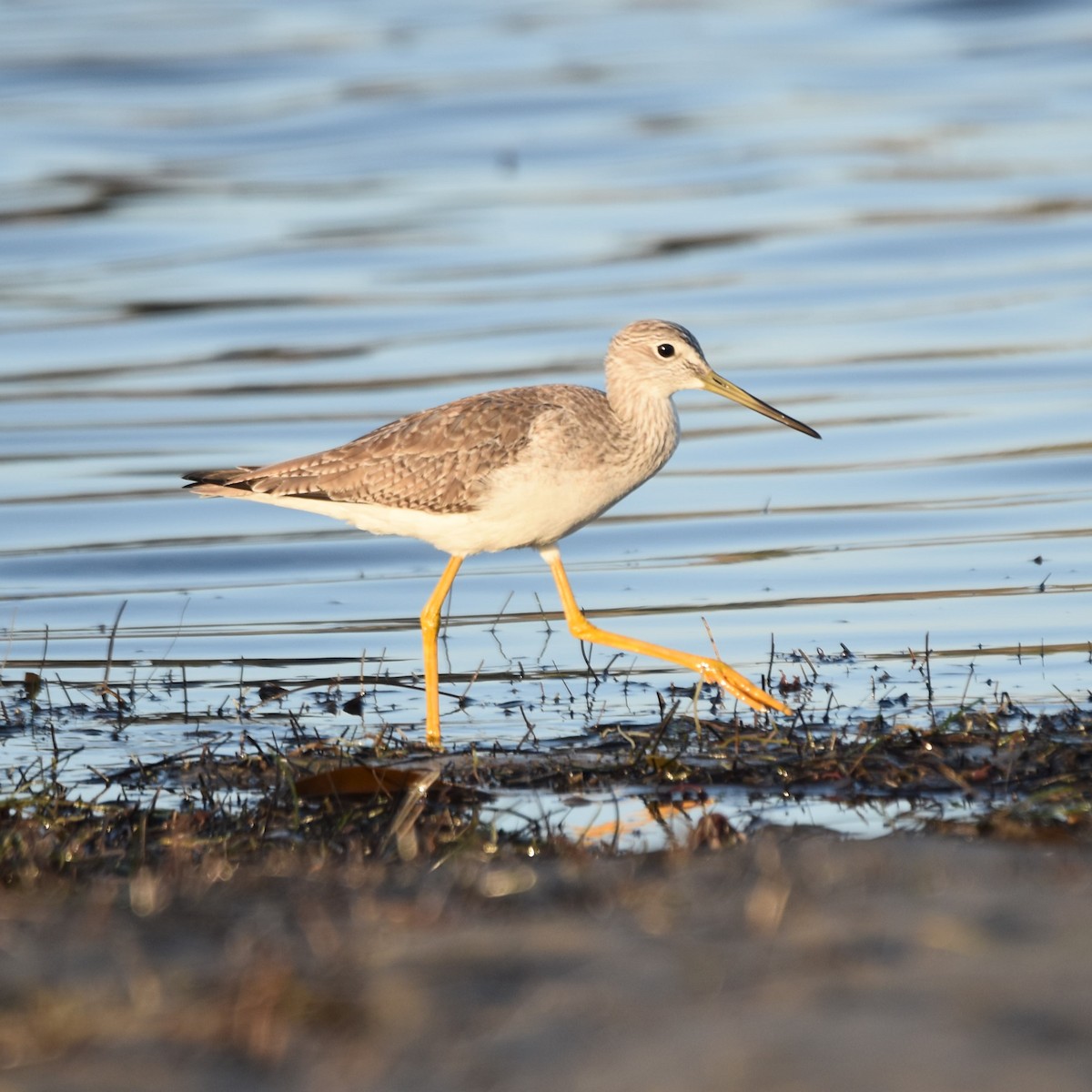 Greater Yellowlegs - ML645905162