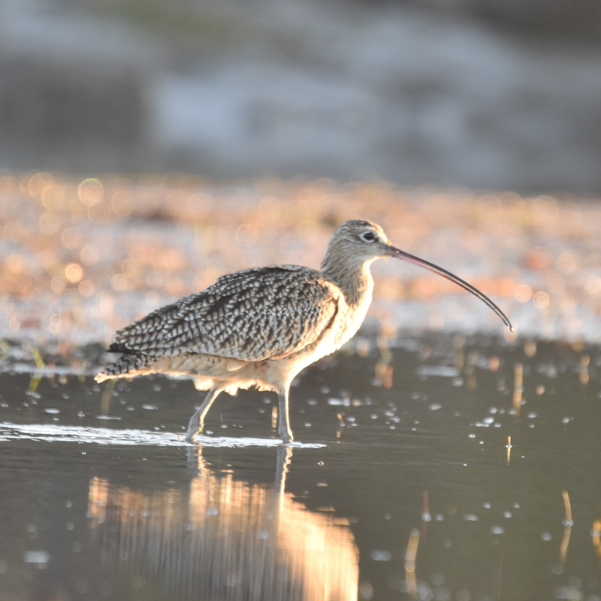 Long-billed Curlew - ML645905163