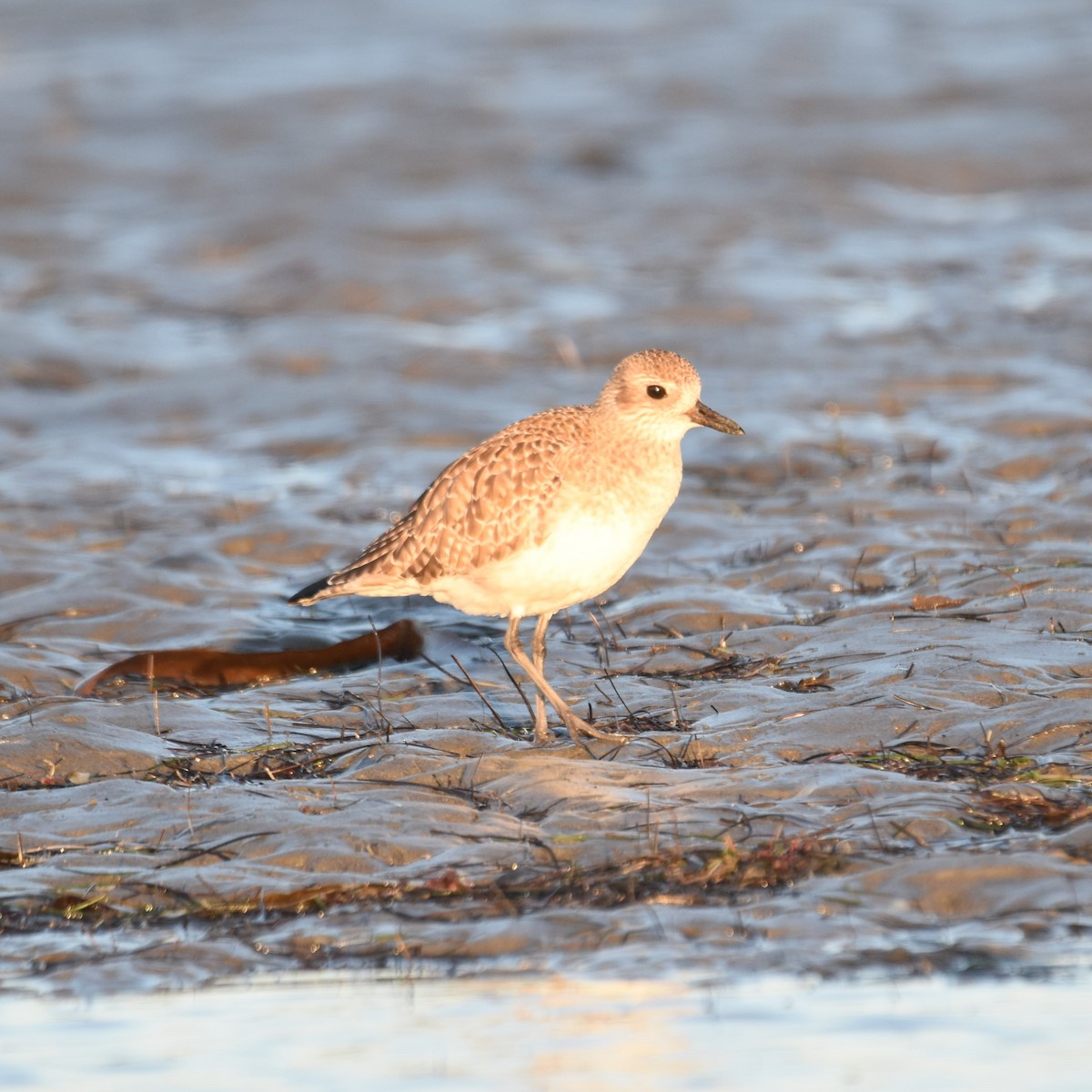 Black-bellied Plover - ML645905164